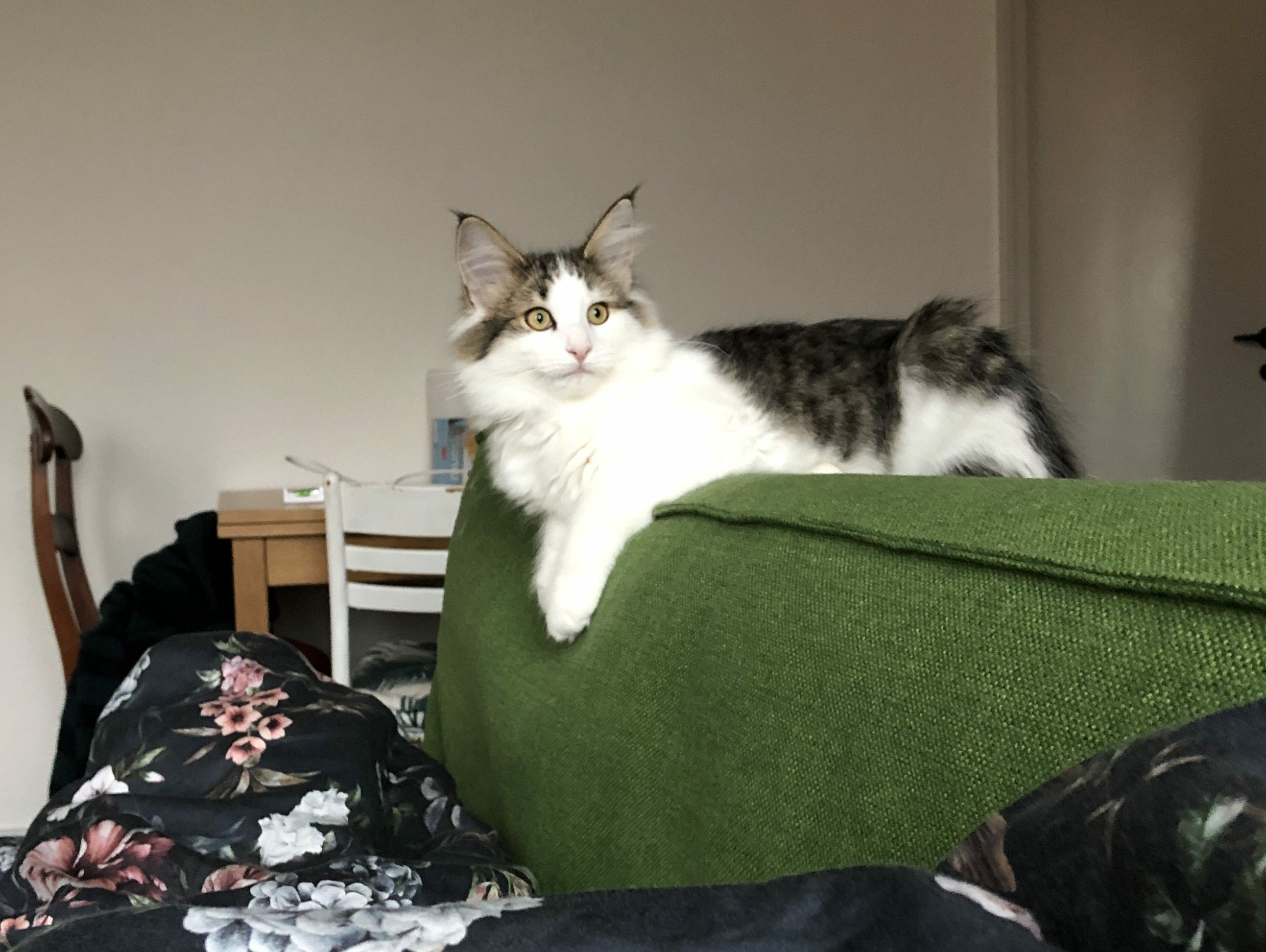 Min fantastiske kat Hugo